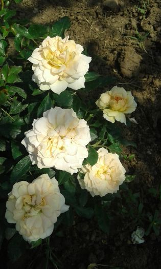 20160727_105559 - CREAM FLOWER CIRCUS