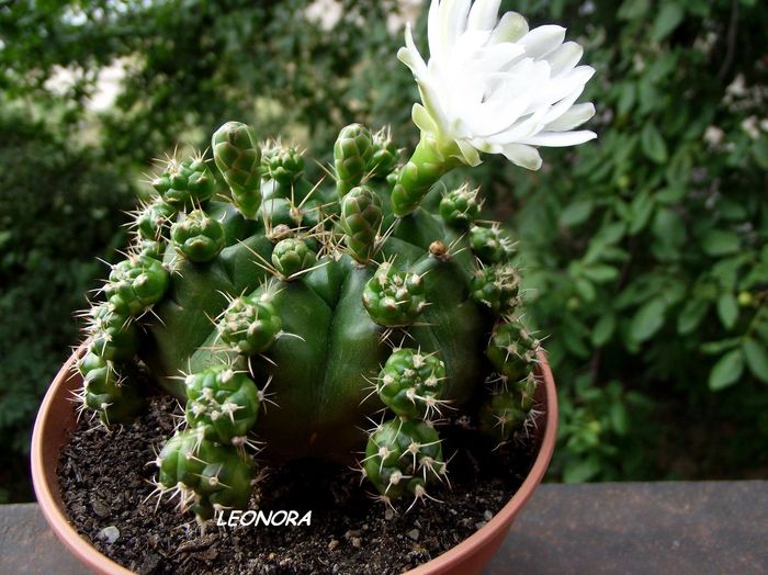 Gymnocalycium alb cu centru negru