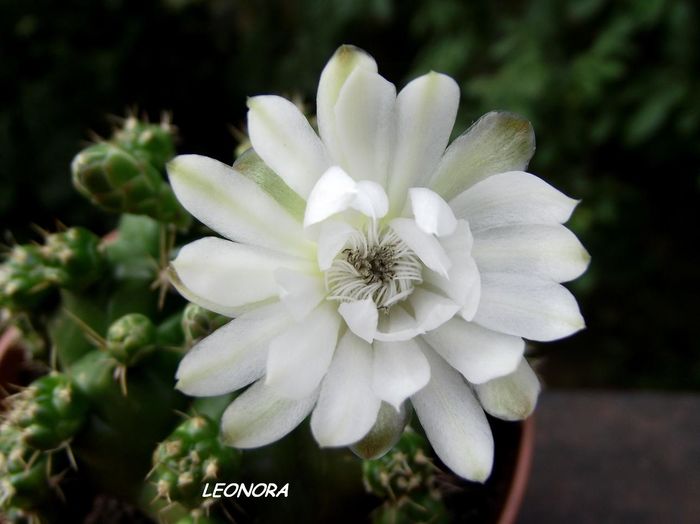 Gymnocalycium alb cu centru negru.