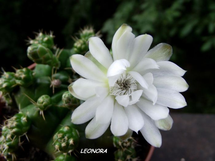 Gymnocalycium marsoneri? - Cactusi si suculente