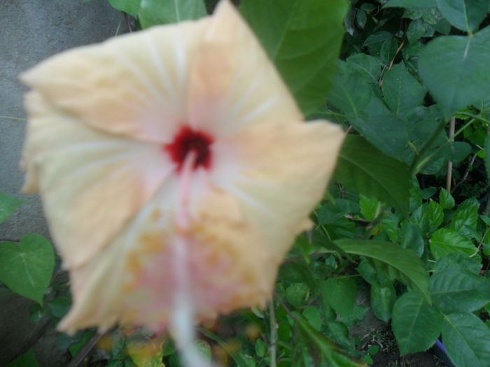 001 - hibiscusi 2016 -4