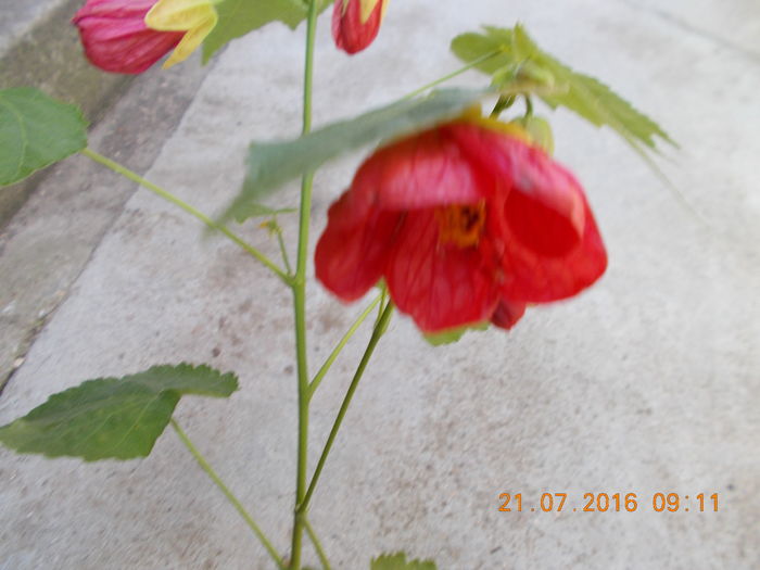 DSCN3297 - ABUTILON