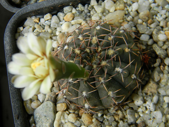 DSCN7920 - 05-Flori-Boboci-Fructe de cactus