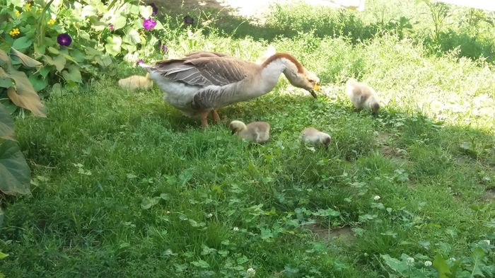 20160727_130043 - c Seria nr 4