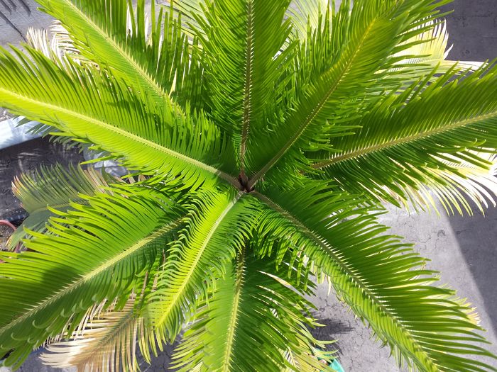  - Plante de balcon si camera - 2016