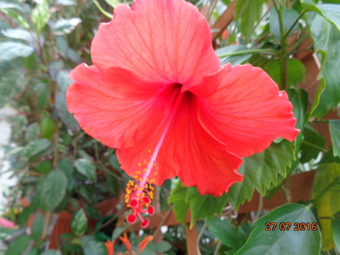 DSC02781 - Hibiscus coccineus