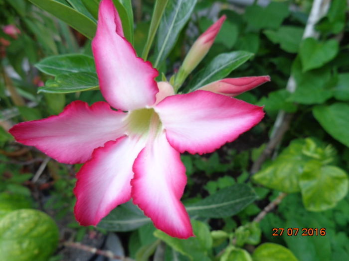 DSC02773 - Adenium