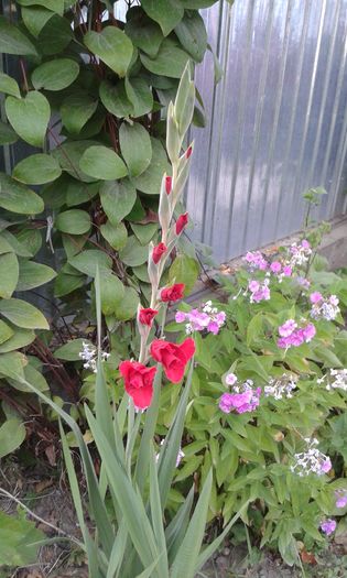 20160726 - ZZ Gladiole