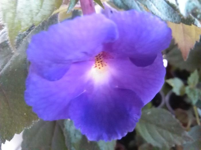 purple king - achimenes 2016