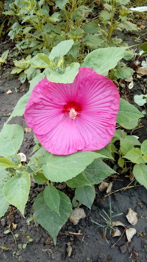 20160727_090112 - Muscate si alte plante