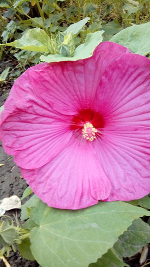 20160727_090116 - Muscate si alte plante