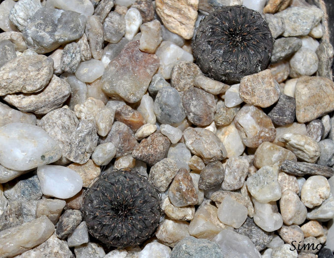 Frailea castanea