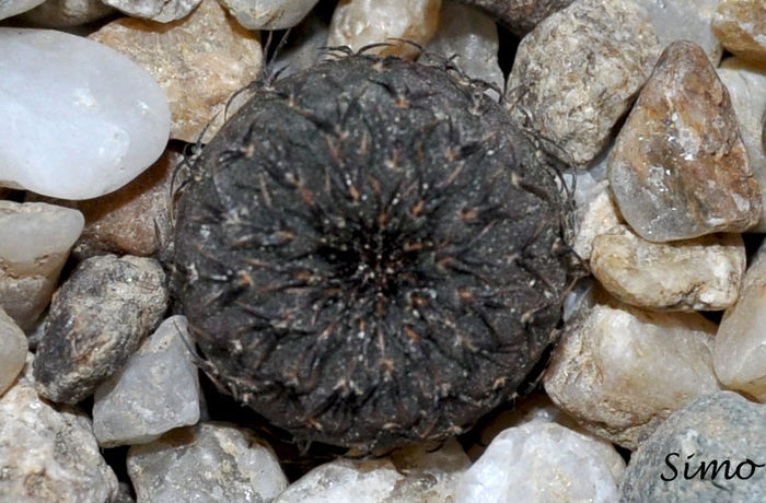 Frailea castanea