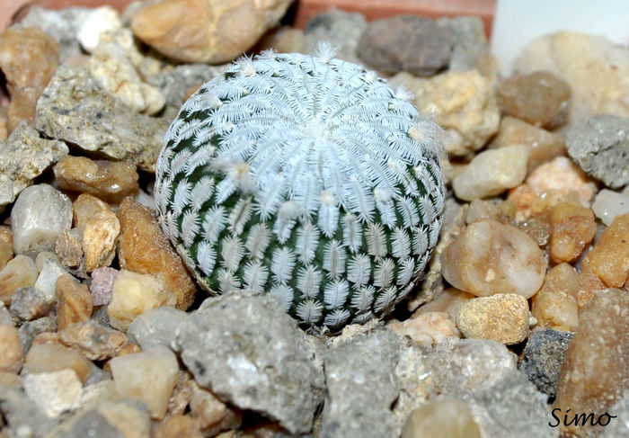 Turbinicarpus pseudopectinatus