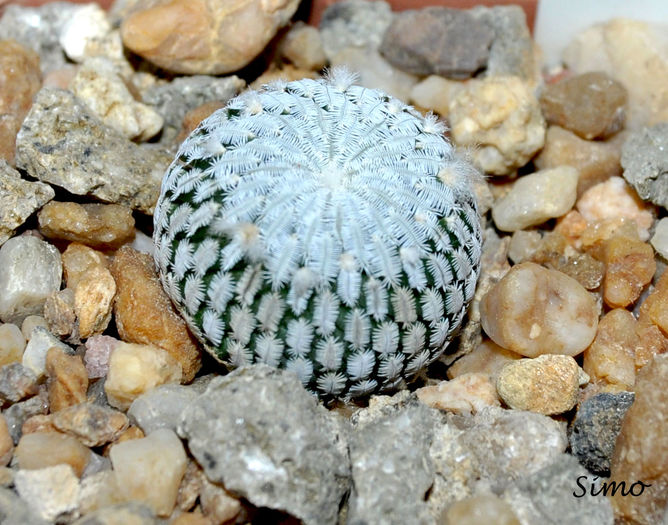 Turbinicarpus pseudopectinatus