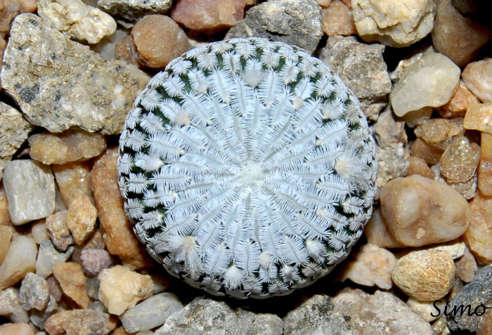 Turbinicarpus pseudopectinatus