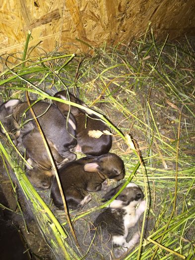 Agouti-rosiatici(hasenfarbig) - Cuib din 23 iulie 16