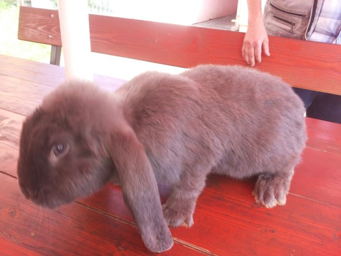 1 (6) - Pentru Pop Alexandru Iulian