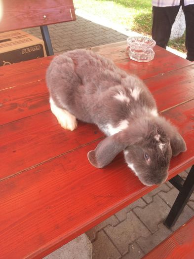 2 (4) - Pentru Pop Alexandru Iulian