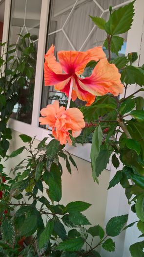 WP_20160727_13_18_30_Pro - Hibiscus El Capitolio Orange