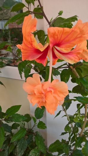 WP_20160727_13_18_20_Pro - Hibiscus El Capitolio Orange