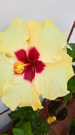 WP_20160727_13_20_27_Pro - Hibiscus Boreas White