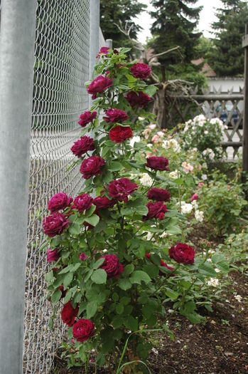 souvenir du docteur jamain