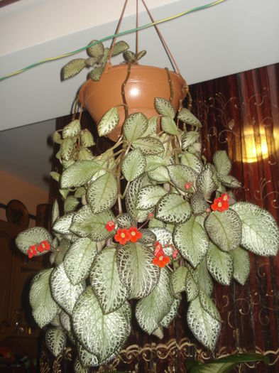 26.07.2016 - Episcia - flori de la Florentina Fontanini