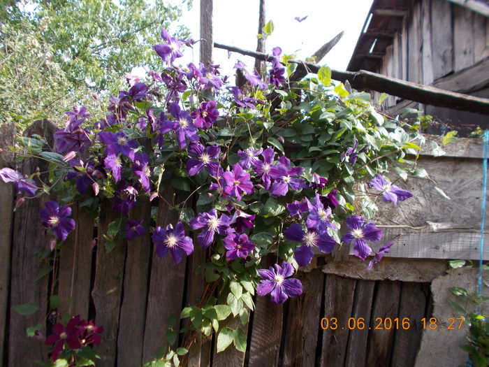 DSCN2764 - Clematite 2016-2017-2019-2021-2022