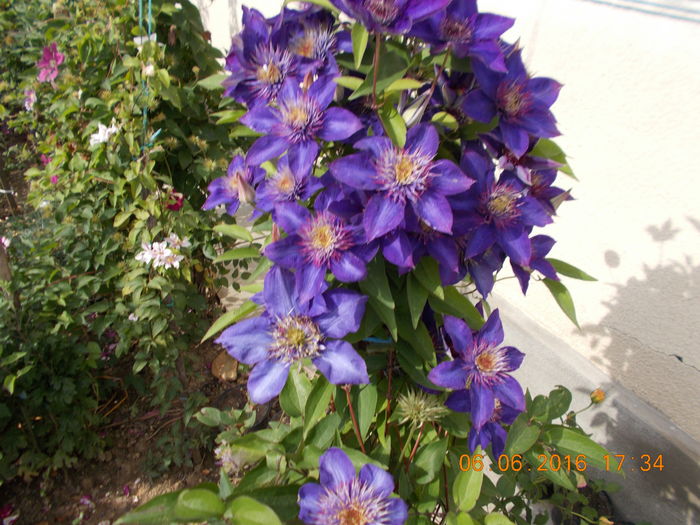multiblue - Clematite 2016-2017-2019-2021-2022