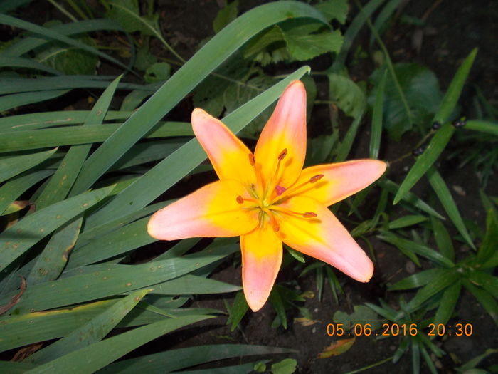 DSCN2810 - CRINI DE GRADINA 2016-2019