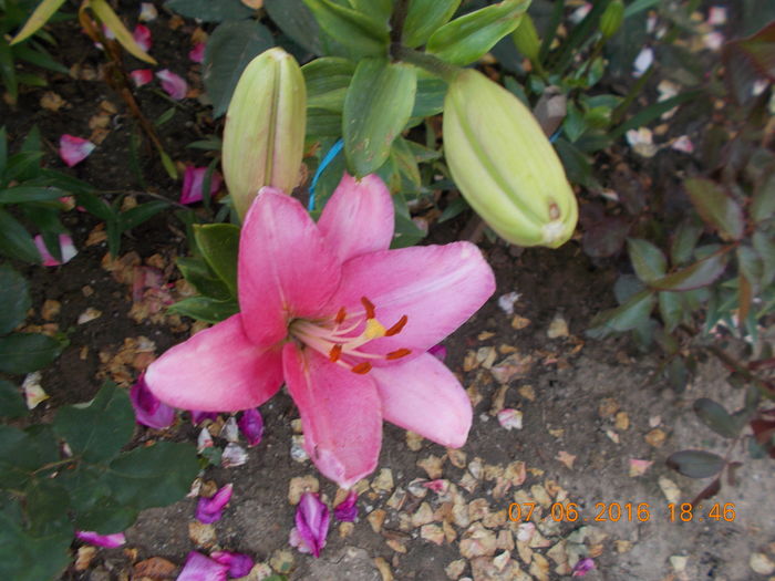 DSCN2850 - CRINI DE GRADINA 2016-2019