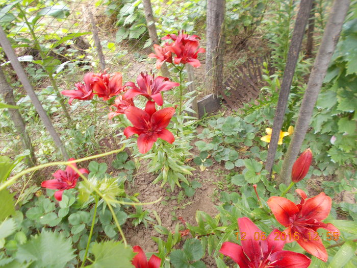 DSCN3001