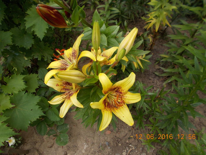 DSCN3003 - CRINI DE GRADINA 2016-2019