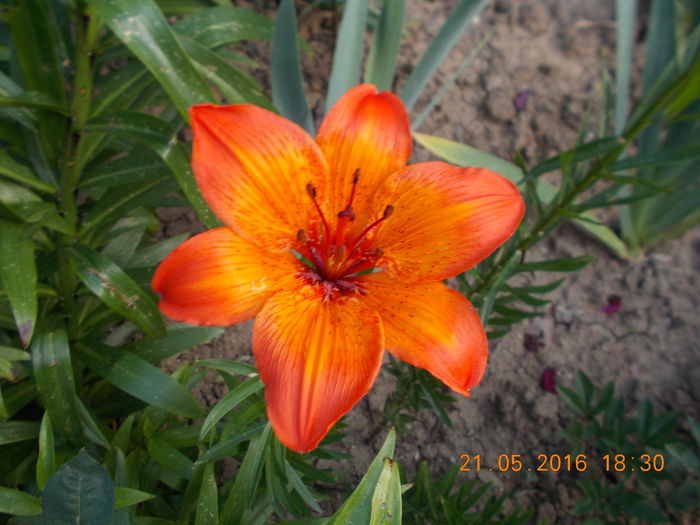 DSCN2317 - CRINI DE GRADINA 2016-2019