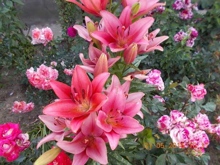 DSCN2654 - CRINI DE GRADINA 2016-2019