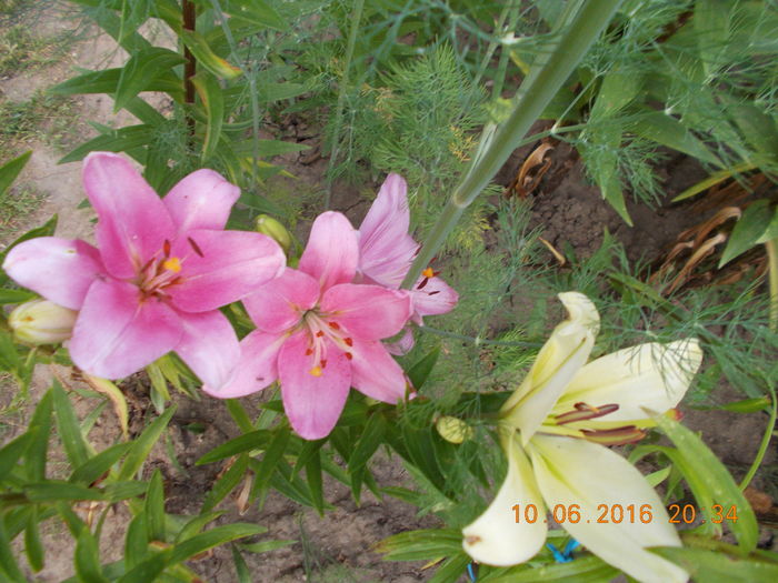 DSCN2946 - CRINI DE GRADINA 2016-2019