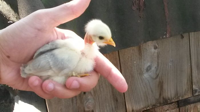 puica la 2 saptamani