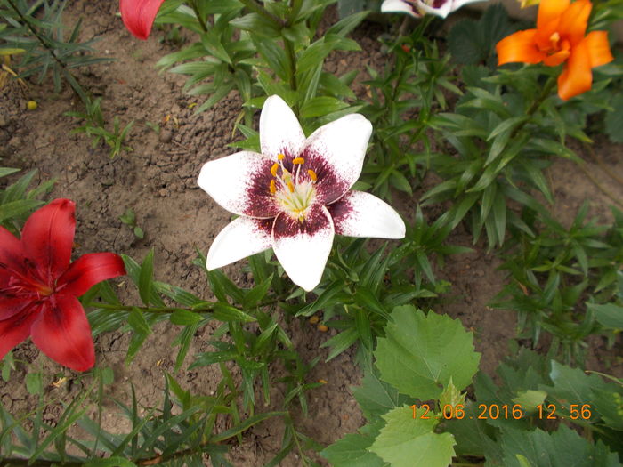 DSCN3004 - CRINI DE GRADINA 2016-2019