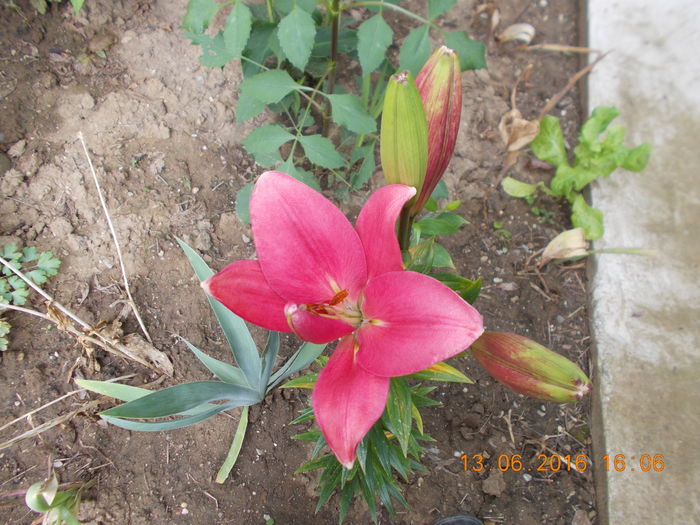 DSCN3025 - CRINI DE GRADINA 2016-2019