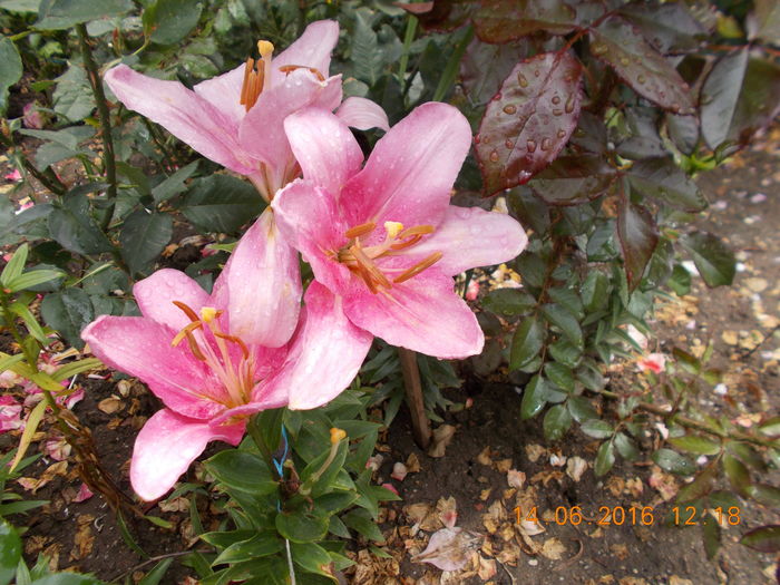 DSCN3043 - CRINI DE GRADINA 2016-2019
