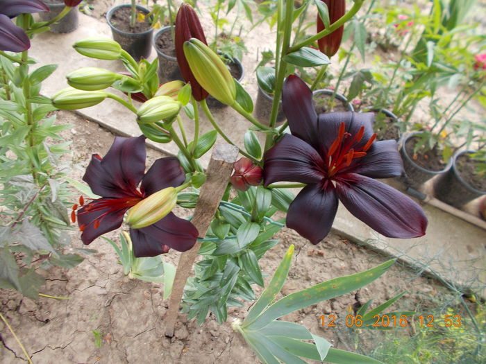 DSCN2988 - CRINI DE GRADINA 2016-2019