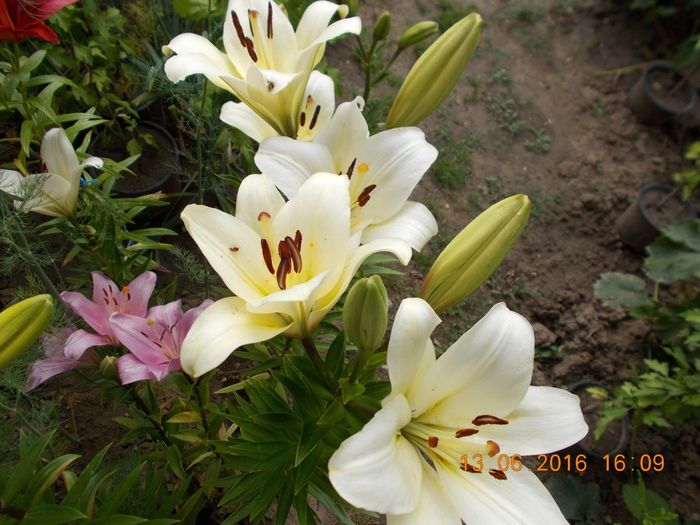 DSCN3031 - CRINI DE GRADINA 2016-2019