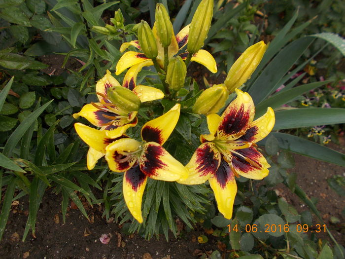 DSCN3037 - CRINI DE GRADINA 2016-2019