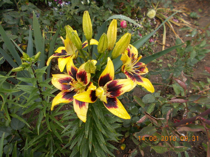 DSCN3038 - CRINI DE GRADINA 2016-2019