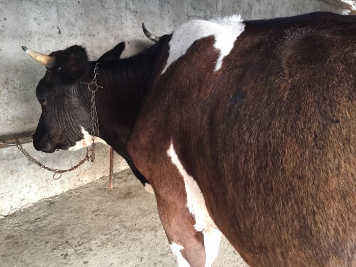 image - Vacuta Zambila