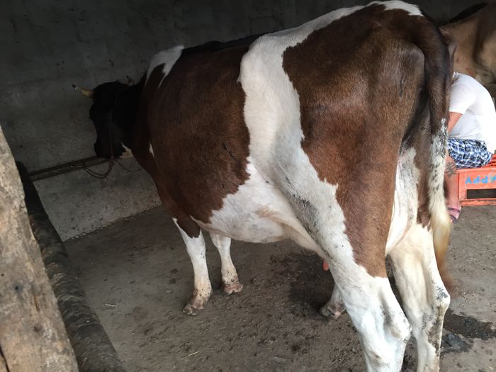 image - Vacuta Zambila