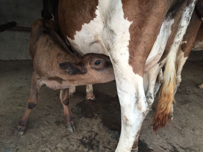 image - Vacuta Zambila