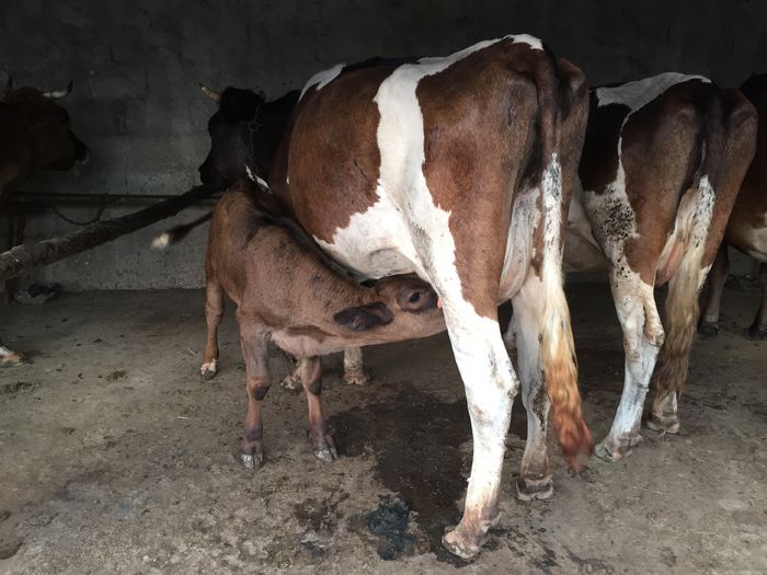 image - Vacuta Zambila