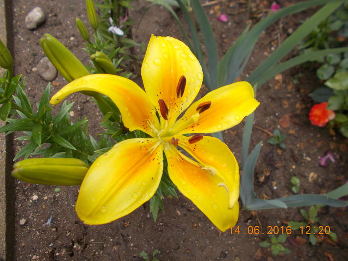 DSCN3053 - CRINI DE GRADINA 2016-2019